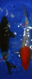 karasugoi-kohaku-menkaburi-big