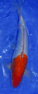 kohaku-menkaburi-big